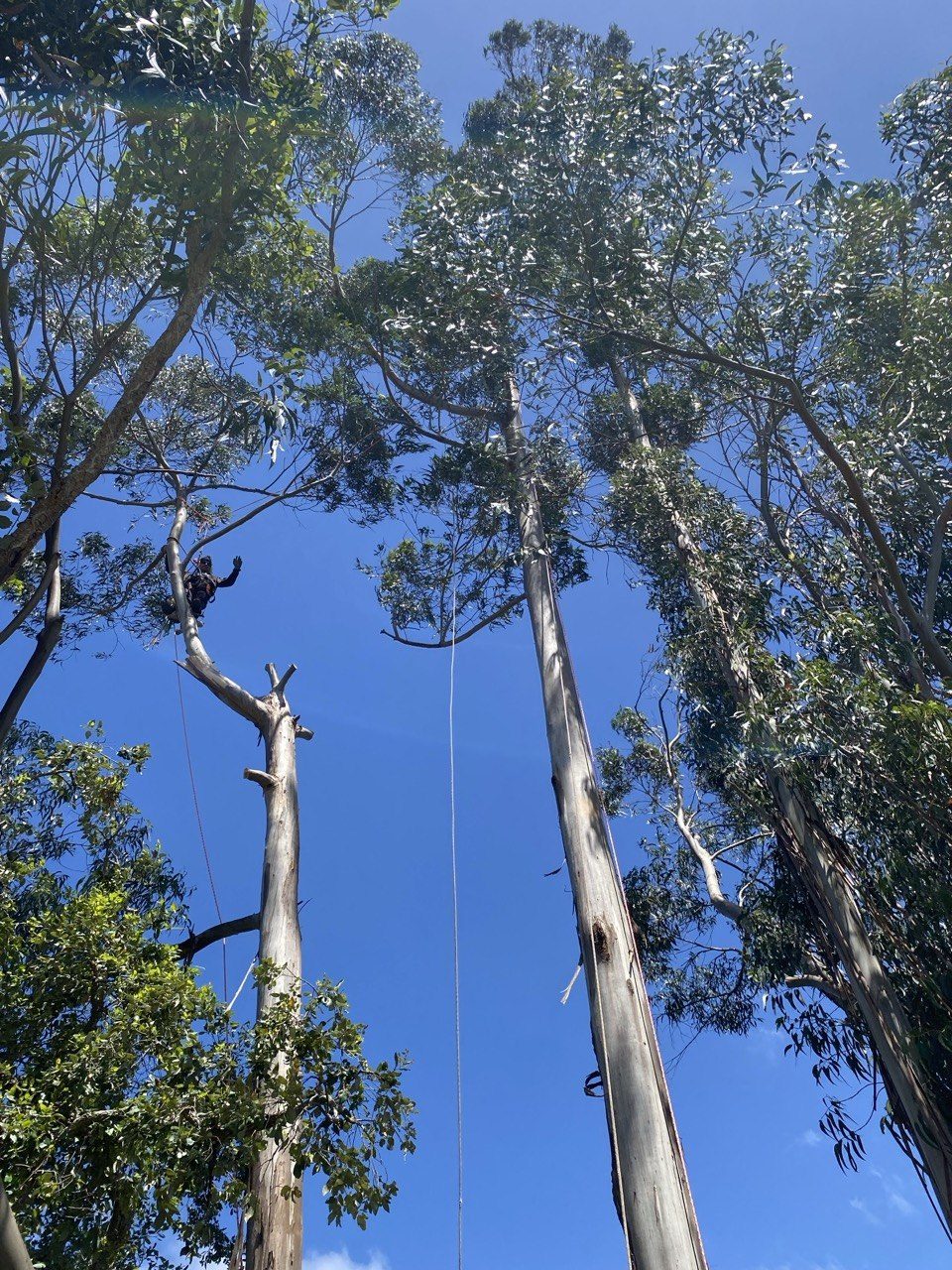 Climber ascending a tall eucalyptus in a grove