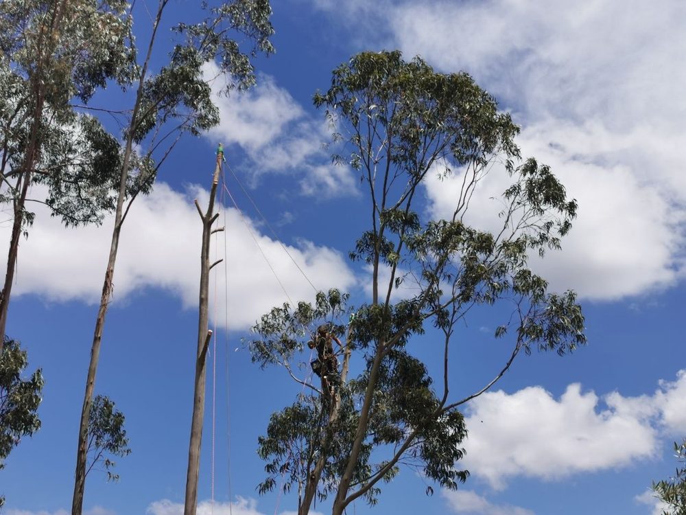Tree surgeon working high in a eucalyptus tree with rigging lines