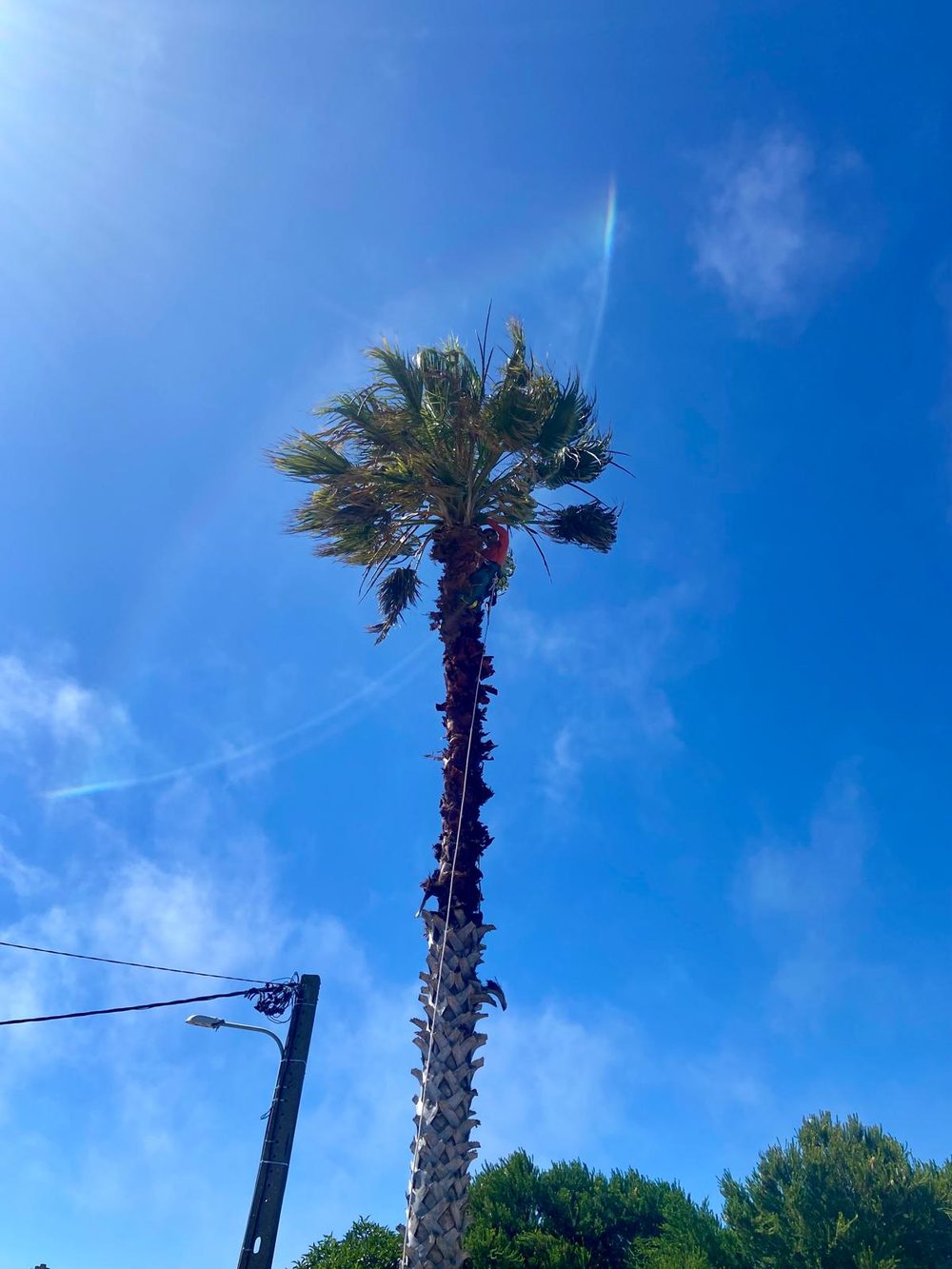 Climber ascending a tall palm trunk