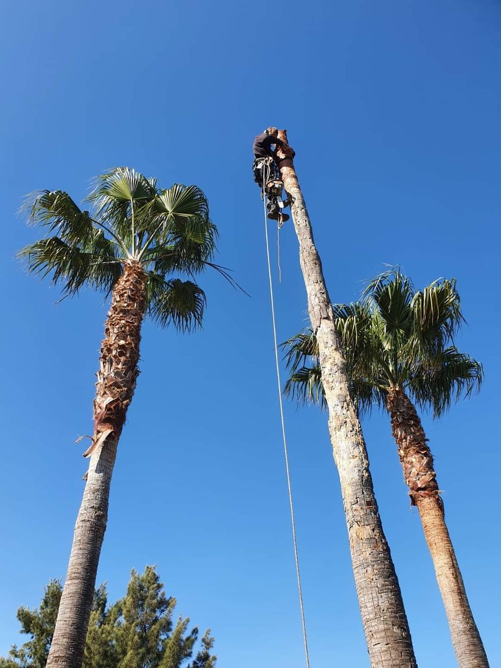 Tree surgeon at the top of a palm tree during removal