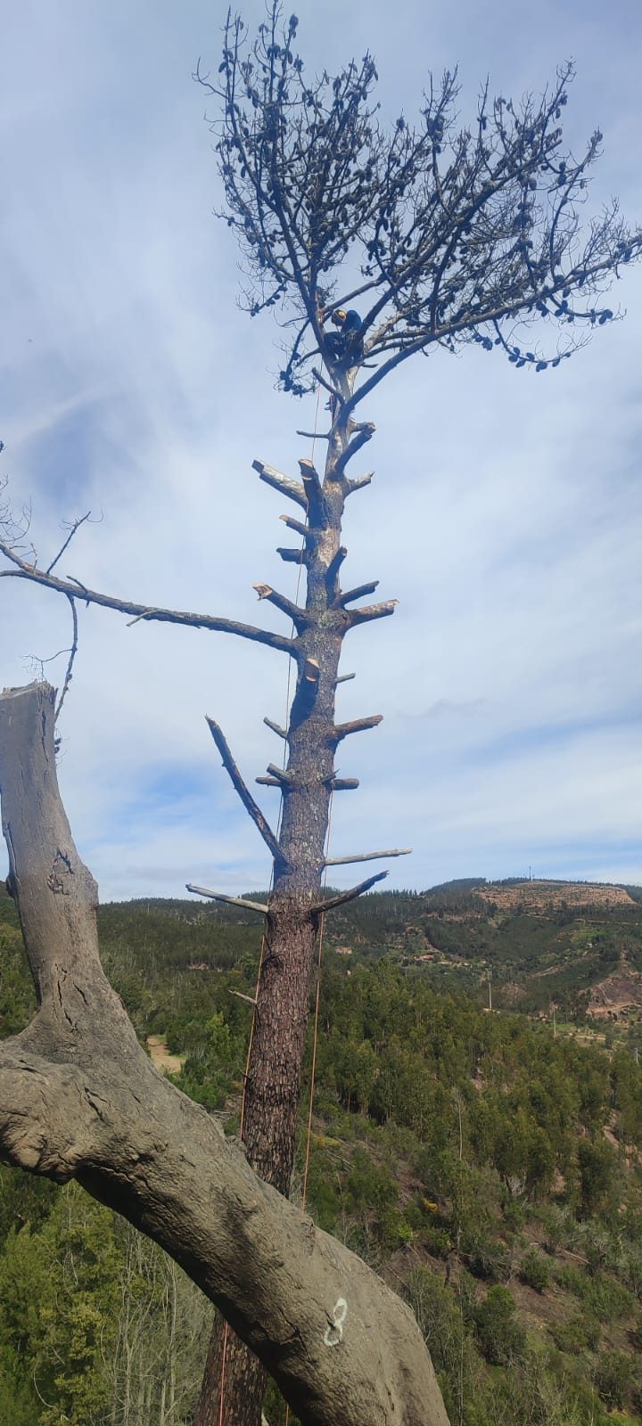 Climber near the top of a fully limbed pine spar